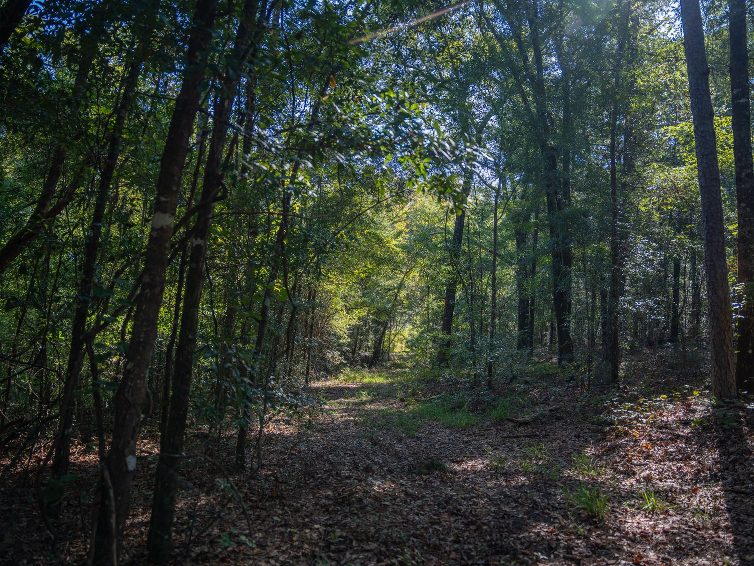 Image for 602+/- Acres - Hardwick Place - Henry County, AL