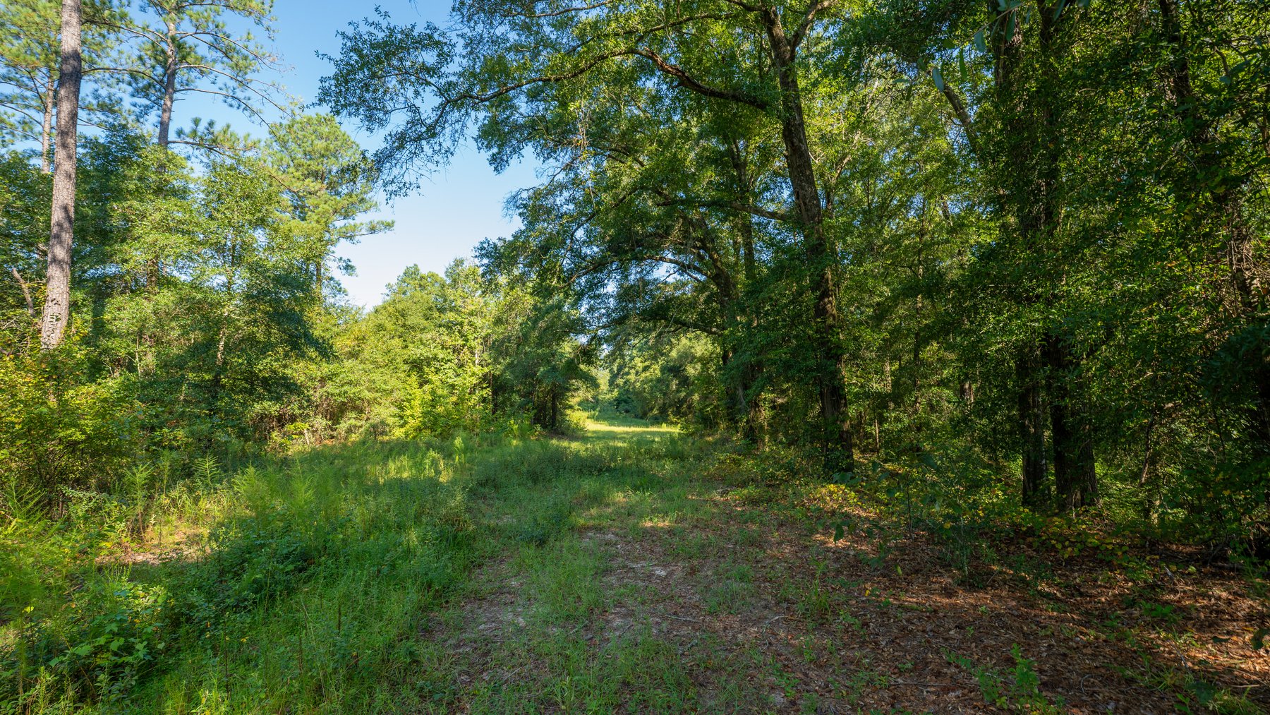 Image for 602+/- Acres - Hardwick Place - Henry County, AL