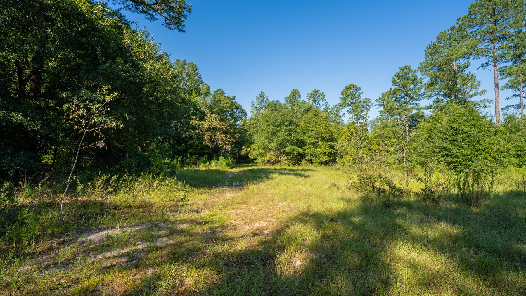Image for 602+/- Acres - Hardwick Place - Henry County, AL