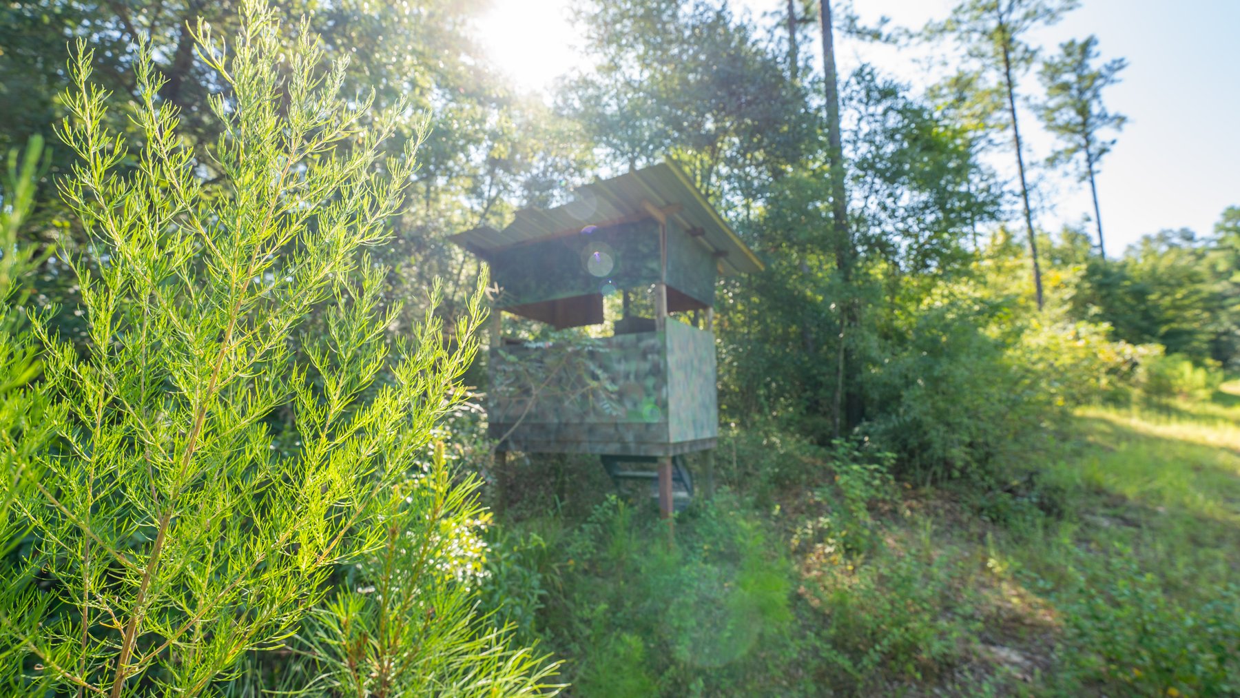 Image for 602+/- Acres - Hardwick Place - Henry County, AL