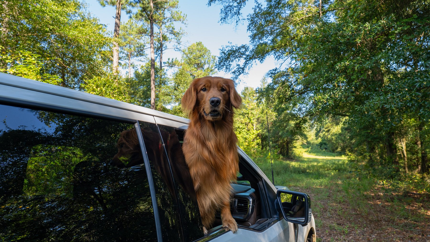 Image for 602+/- Acres - Hardwick Place - Henry County, AL