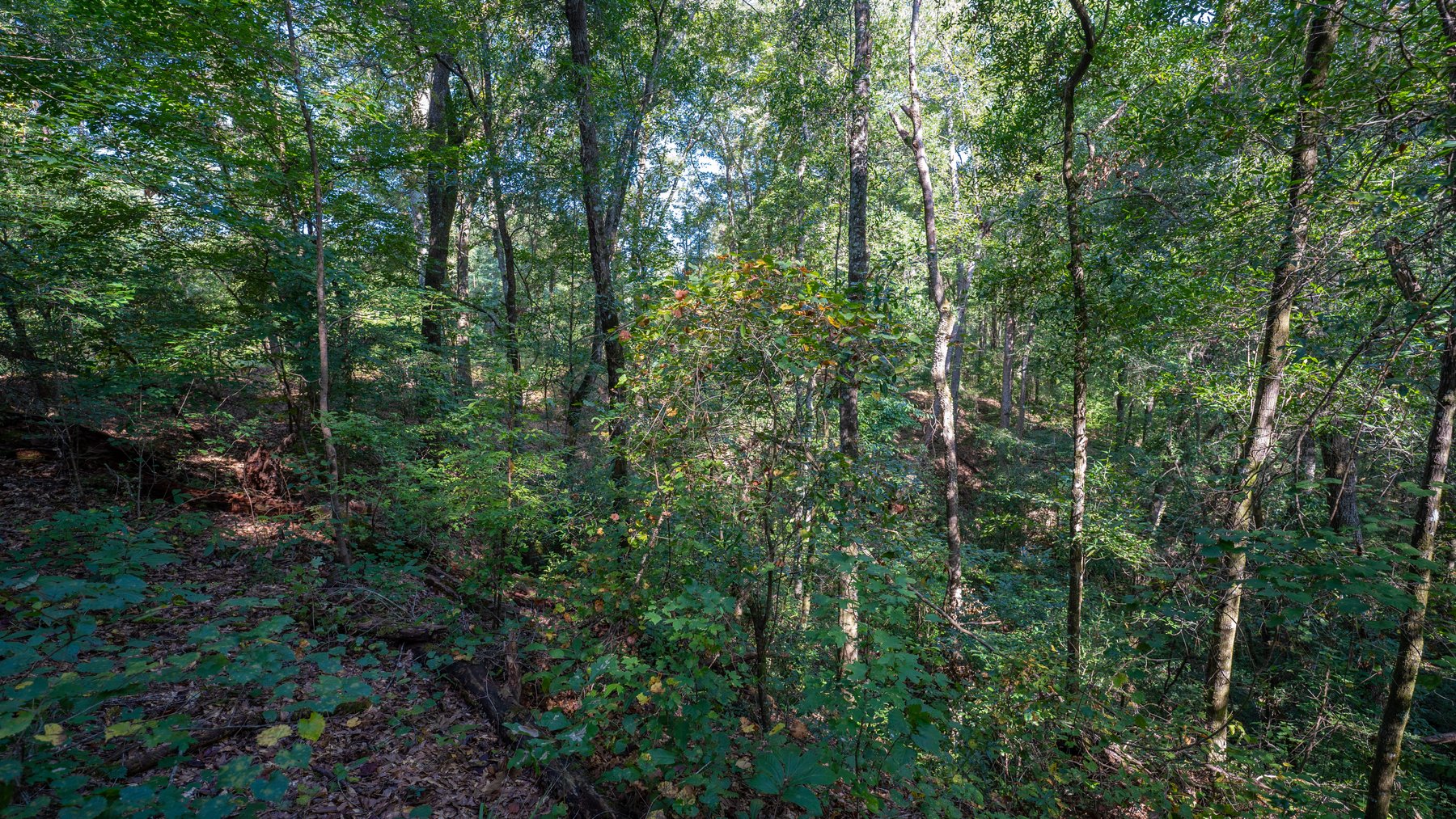 Image for 602+/- Acres - Hardwick Place - Henry County, AL