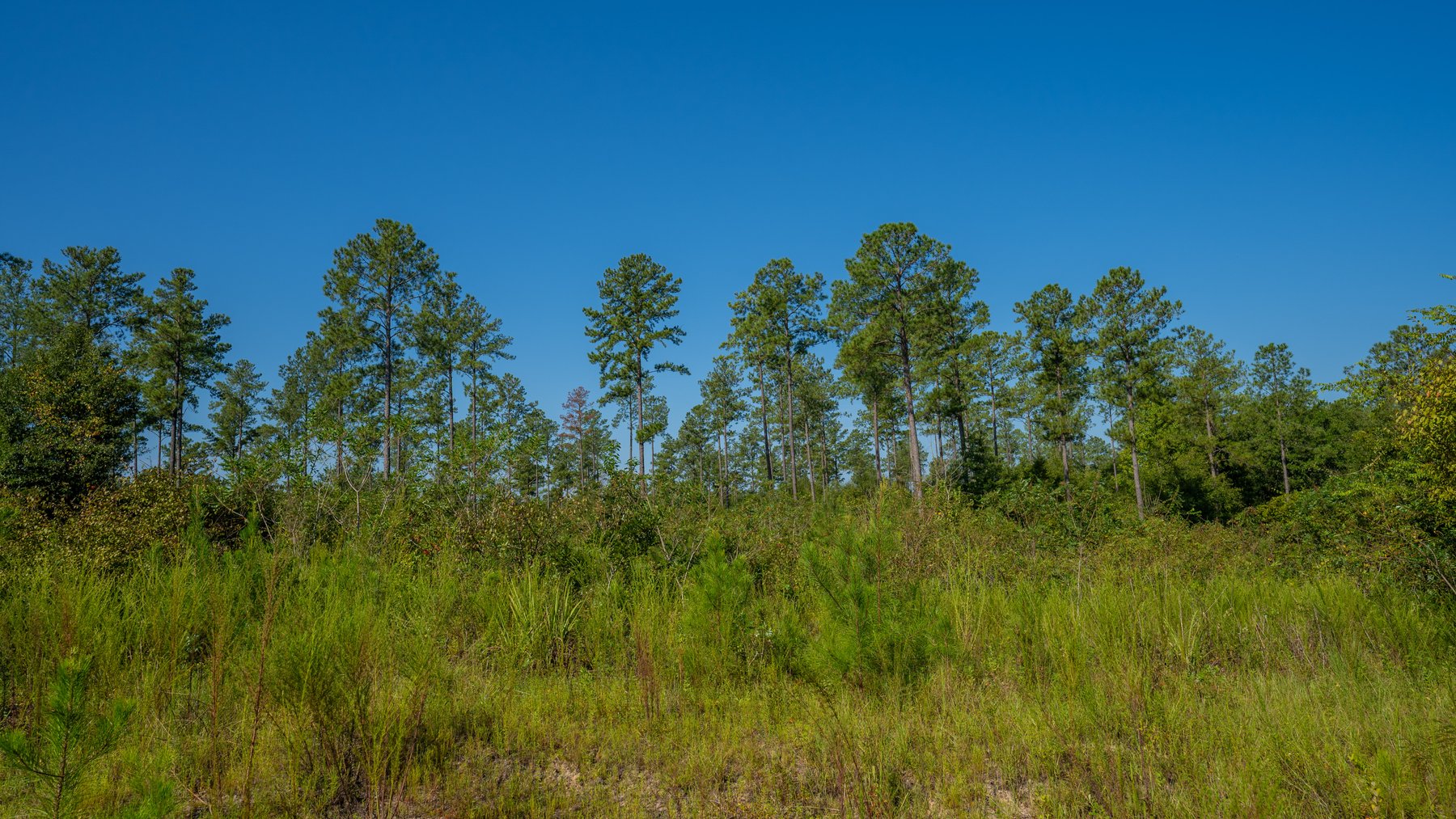 Image for 602+/- Acres - Hardwick Place - Henry County, AL
