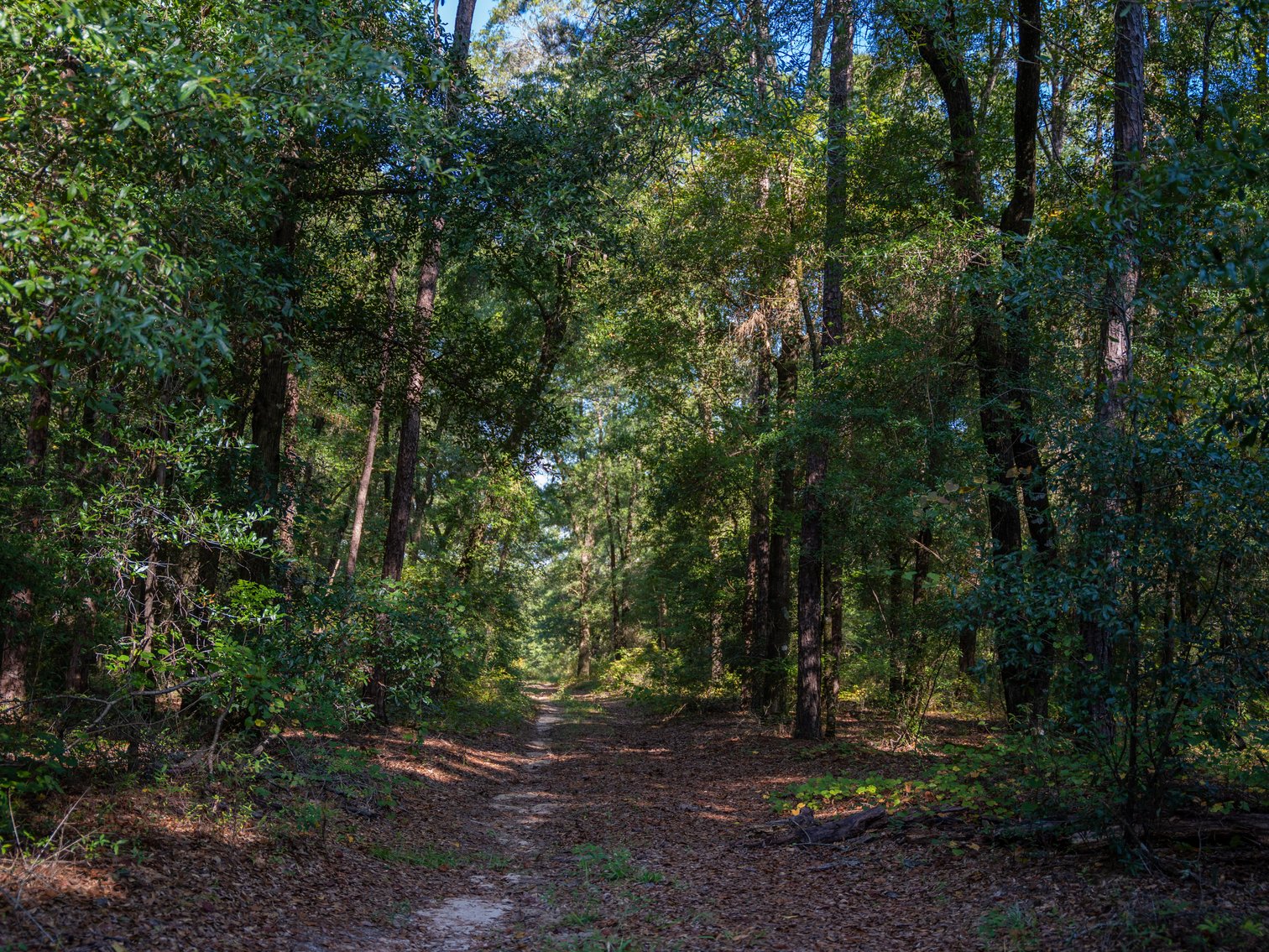 Image for 602+/- Acres - Hardwick Place - Henry County, AL
