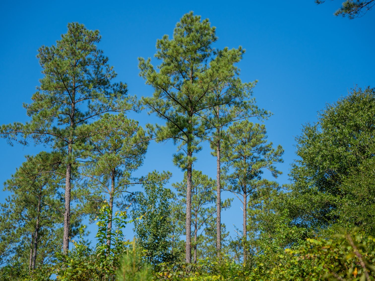 Image for 602+/- Acres - Hardwick Place - Henry County, AL