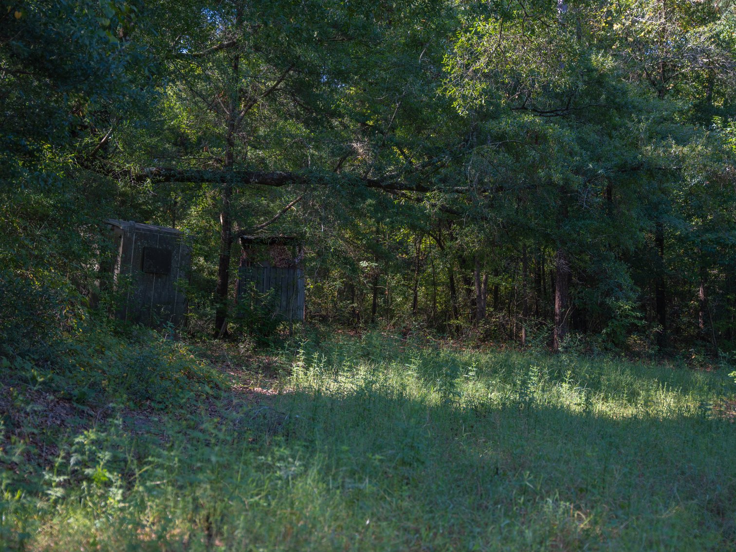 Image for 602+/- Acres - Hardwick Place - Henry County, AL