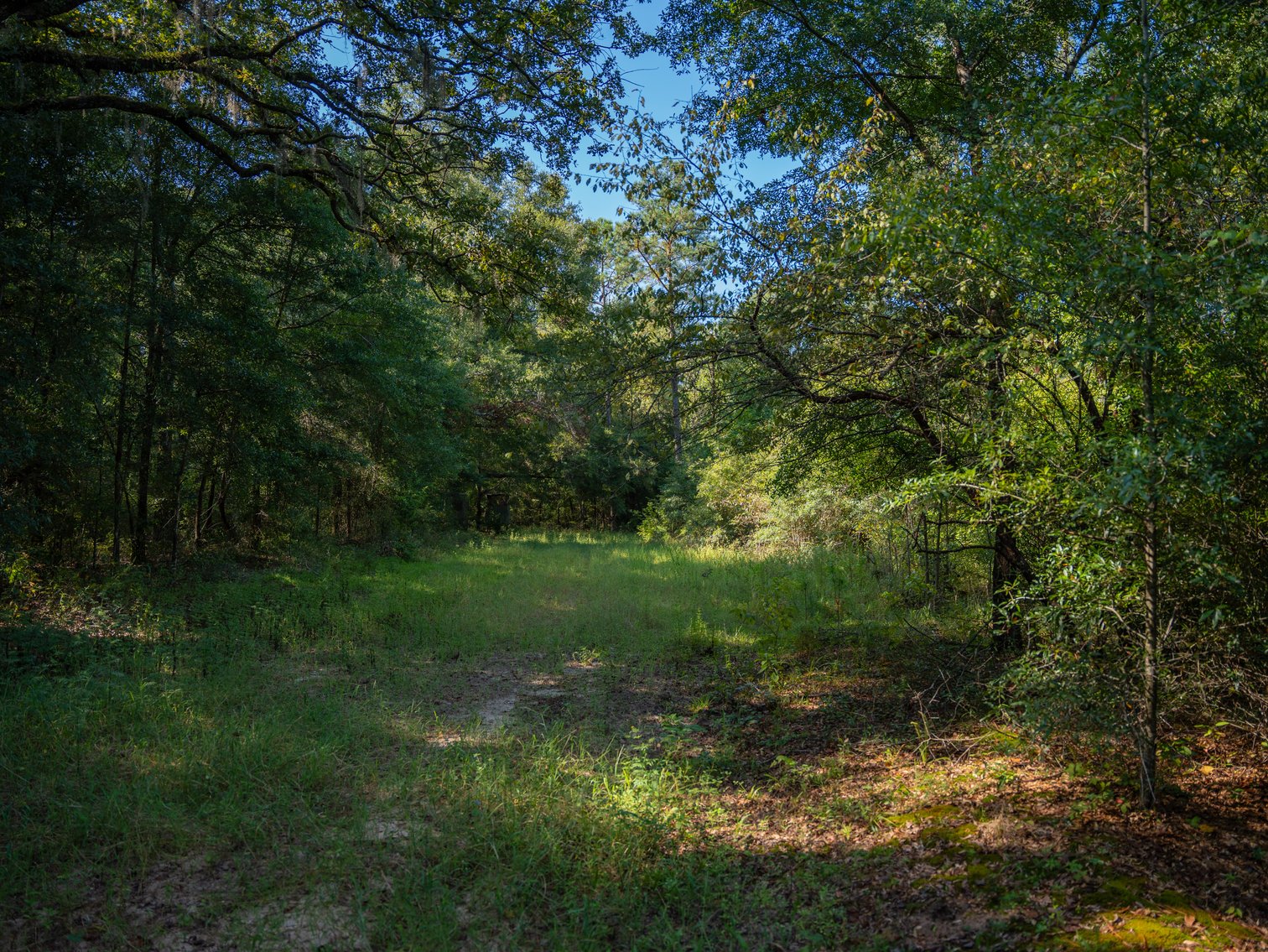 Image for 602+/- Acres - Hardwick Place - Henry County, AL