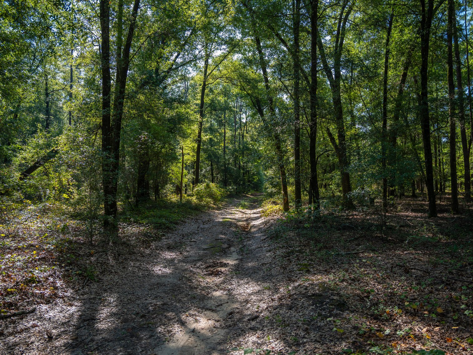 Image for 602+/- Acres - Hardwick Place - Henry County, AL