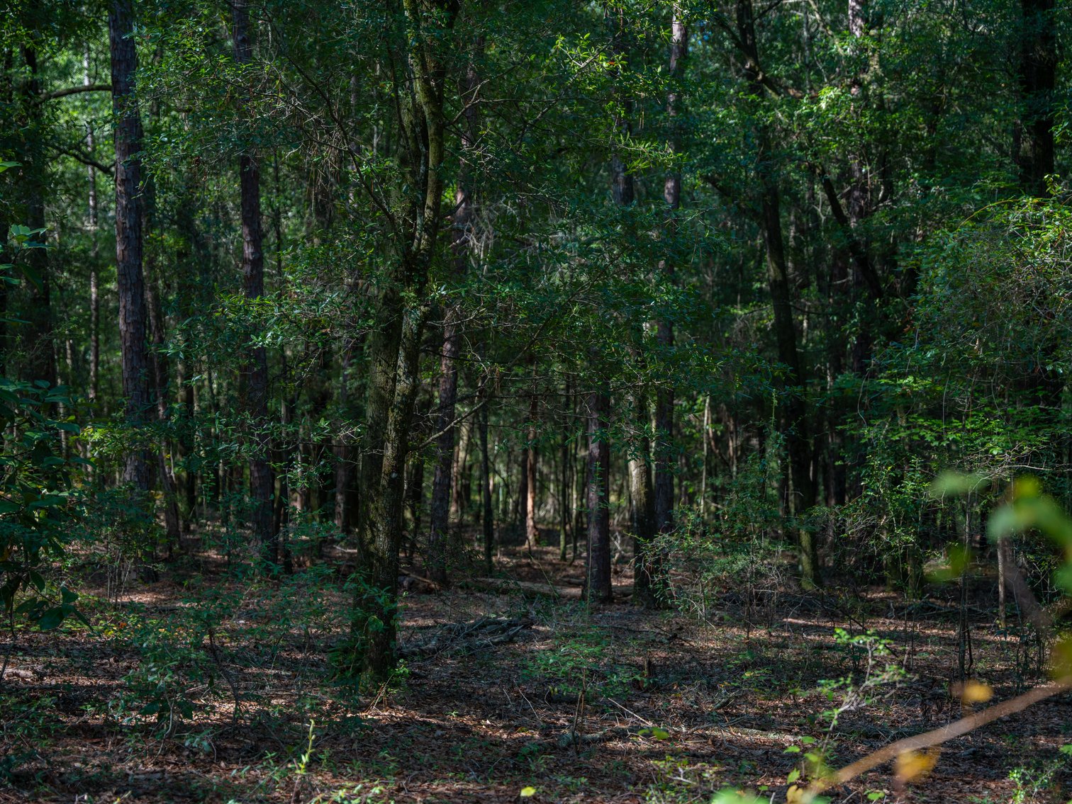 Image for 602+/- Acres - Hardwick Place - Henry County, AL