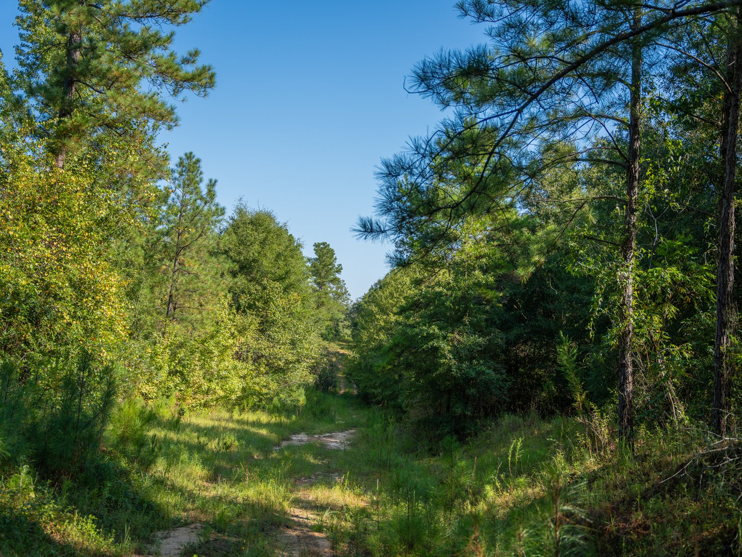Image for 602+/- Acres - Hardwick Place - Henry County, AL