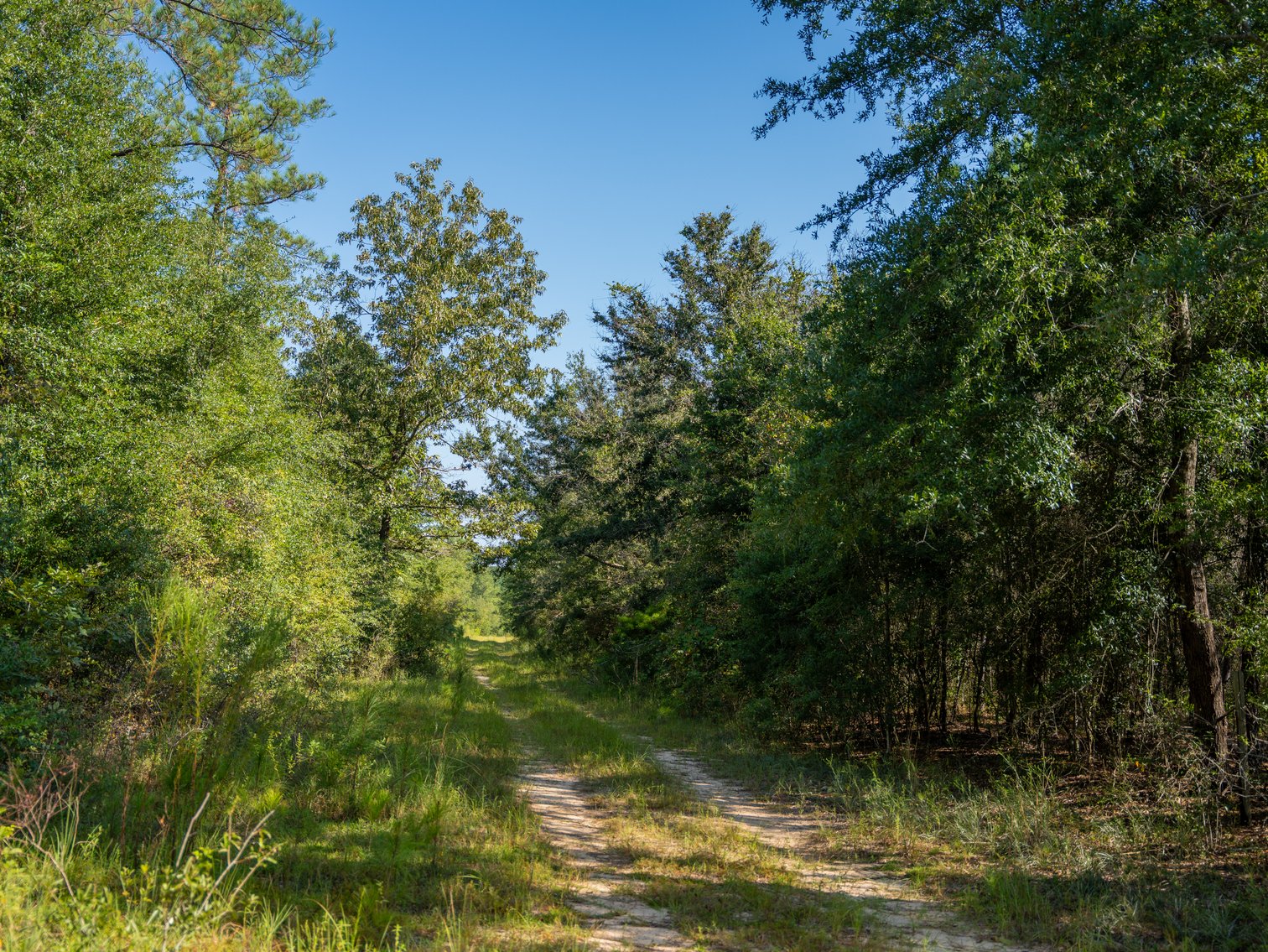 Image for 602+/- Acres - Hardwick Place - Henry County, AL