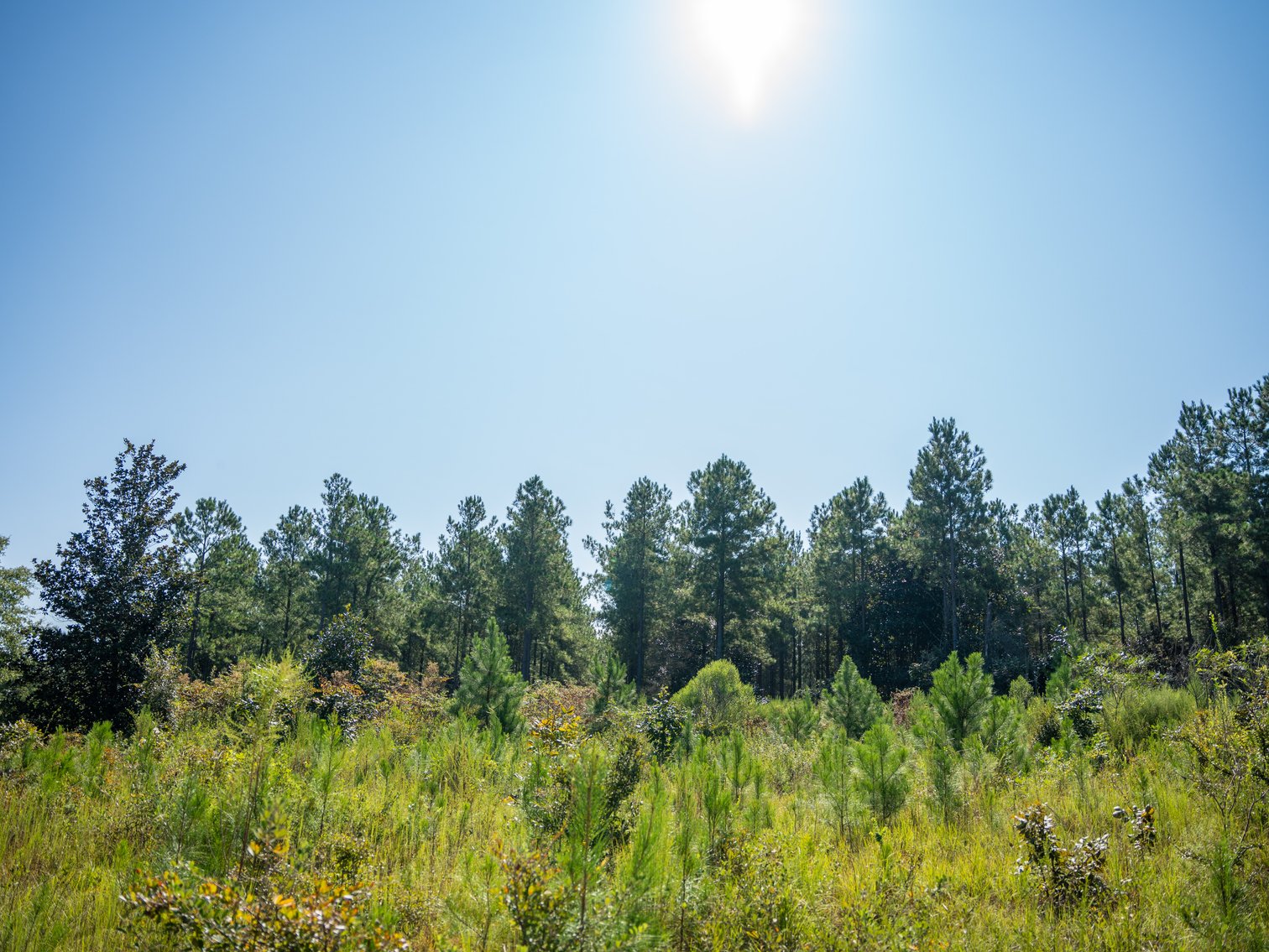 Image for 602+/- Acres - Hardwick Place - Henry County, AL