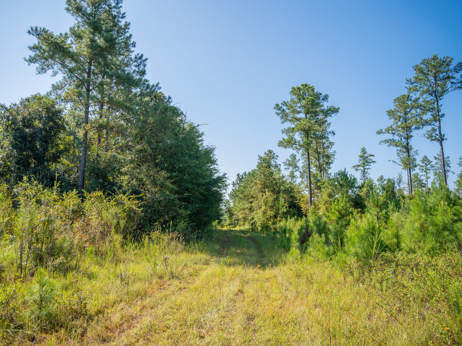 Image for 602+/- Acres - Hardwick Place - Henry County, AL