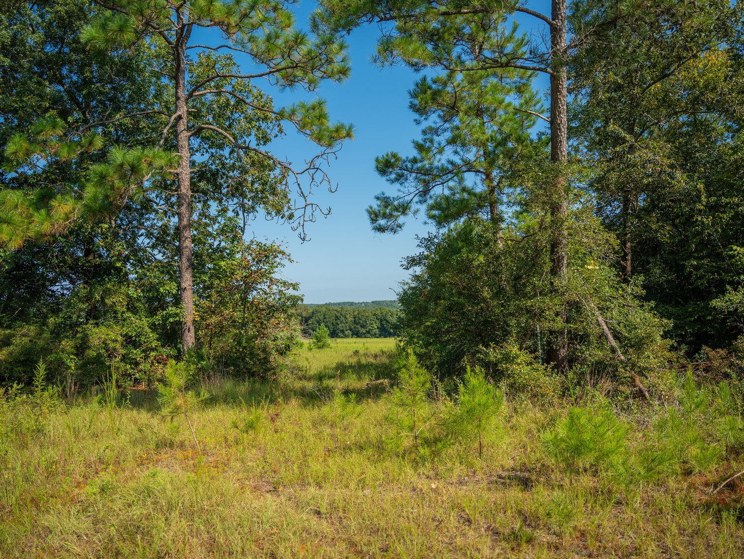 Image for 602+/- Acres - Hardwick Place - Henry County, AL