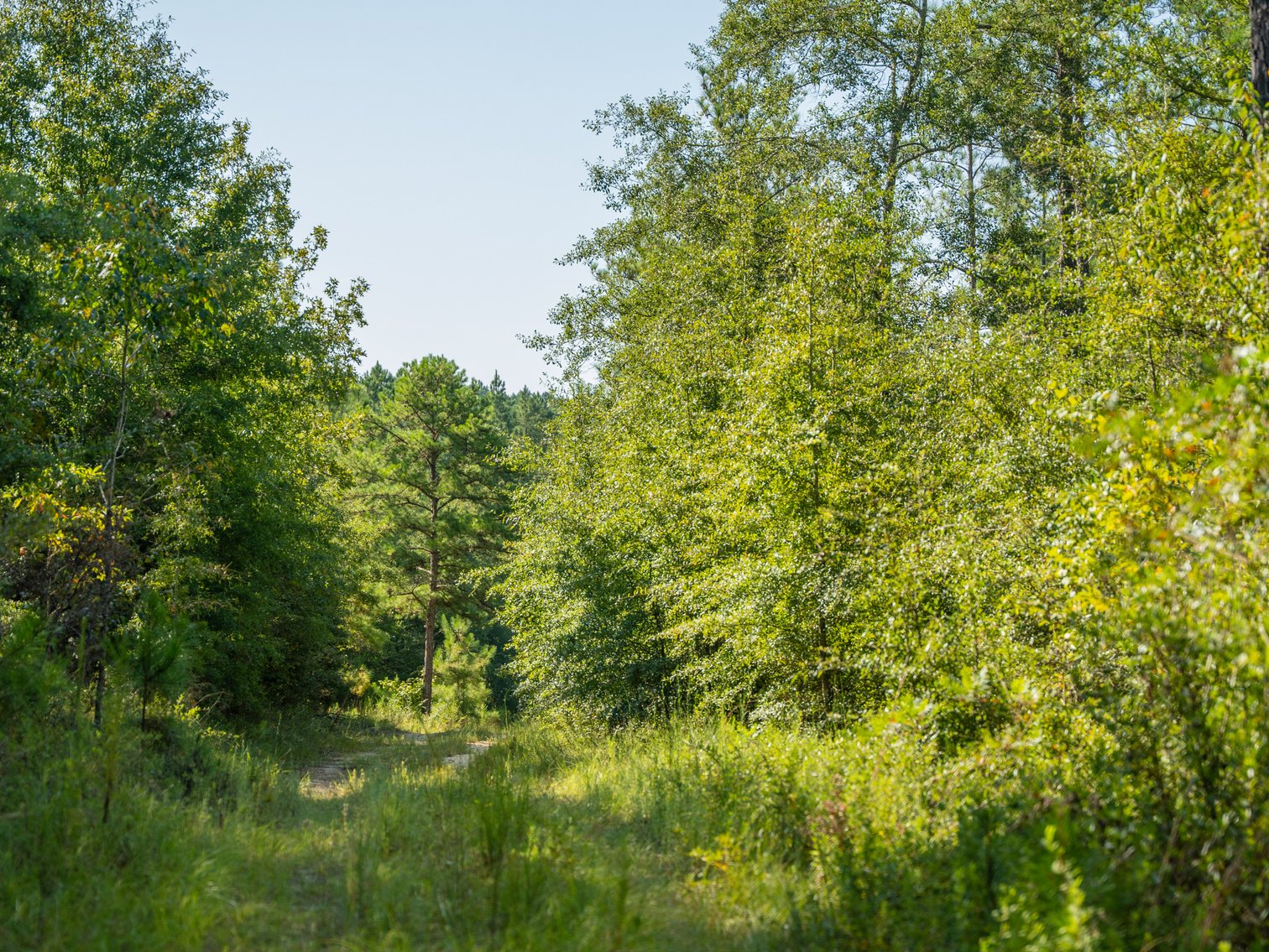 Image for 602+/- Acres - Hardwick Place - Henry County, AL