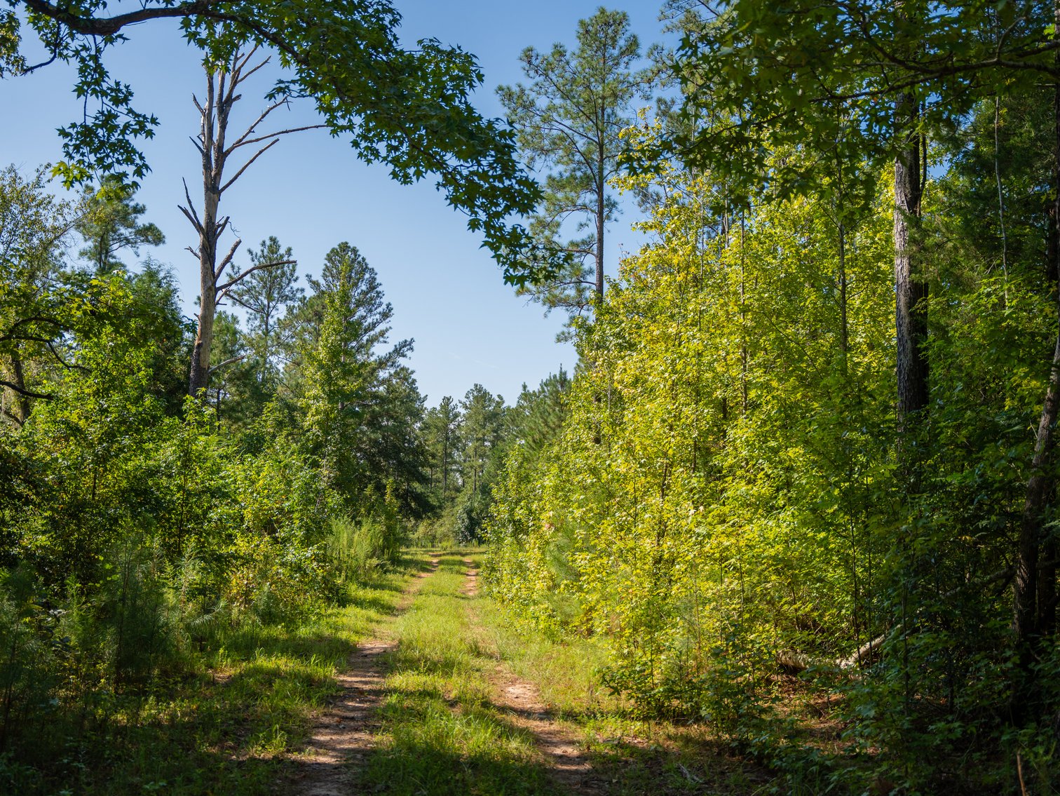 Image for 602+/- Acres - Hardwick Place - Henry County, AL