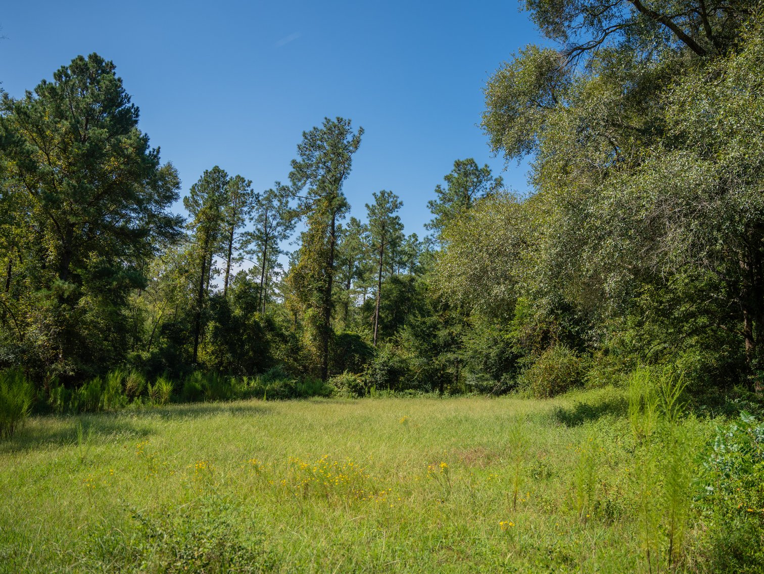 Image for 602+/- Acres - Hardwick Place - Henry County, AL