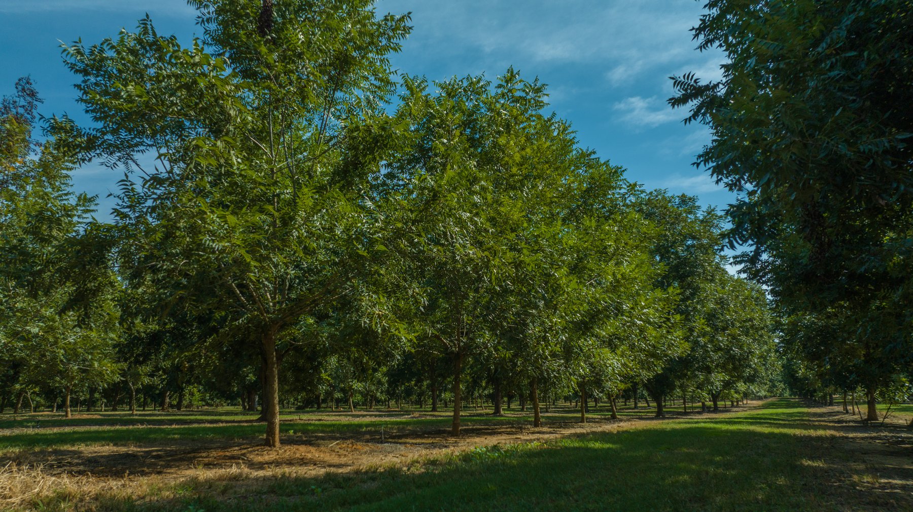 Image for 75+/- Acres - Vines Grove - Turn-Key Pecan Operation