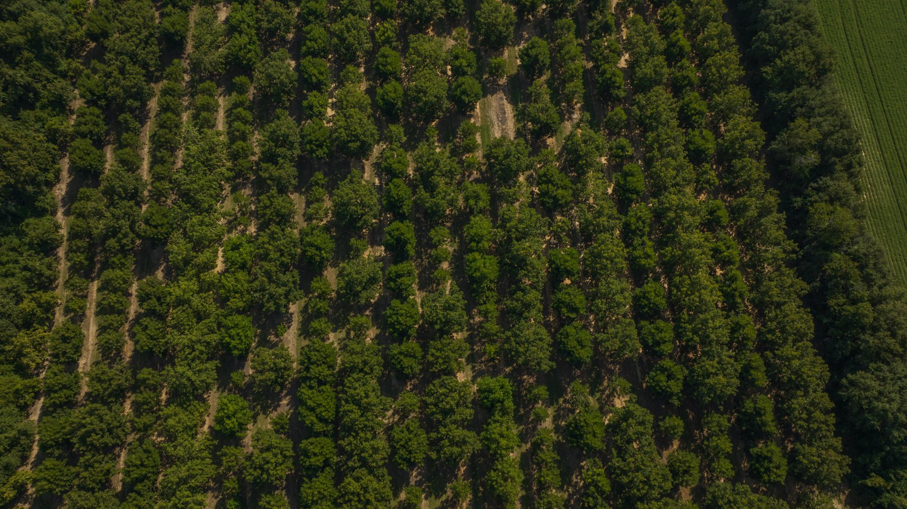 Image for 75+/- Acres - Vines Grove - Turn-Key Pecan Operation