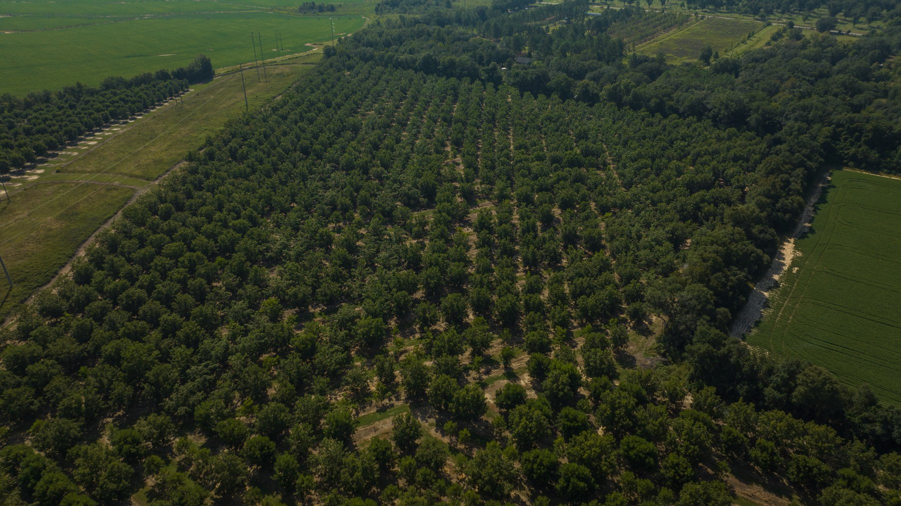 Image for 75+/- Acres - Vines Grove - Turn-Key Pecan Operation