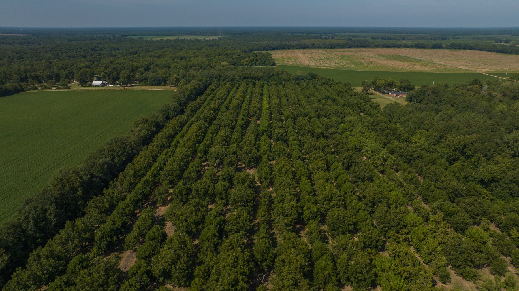 Image for 75+/- Acres - Vines Grove - Turn-Key Pecan Operation