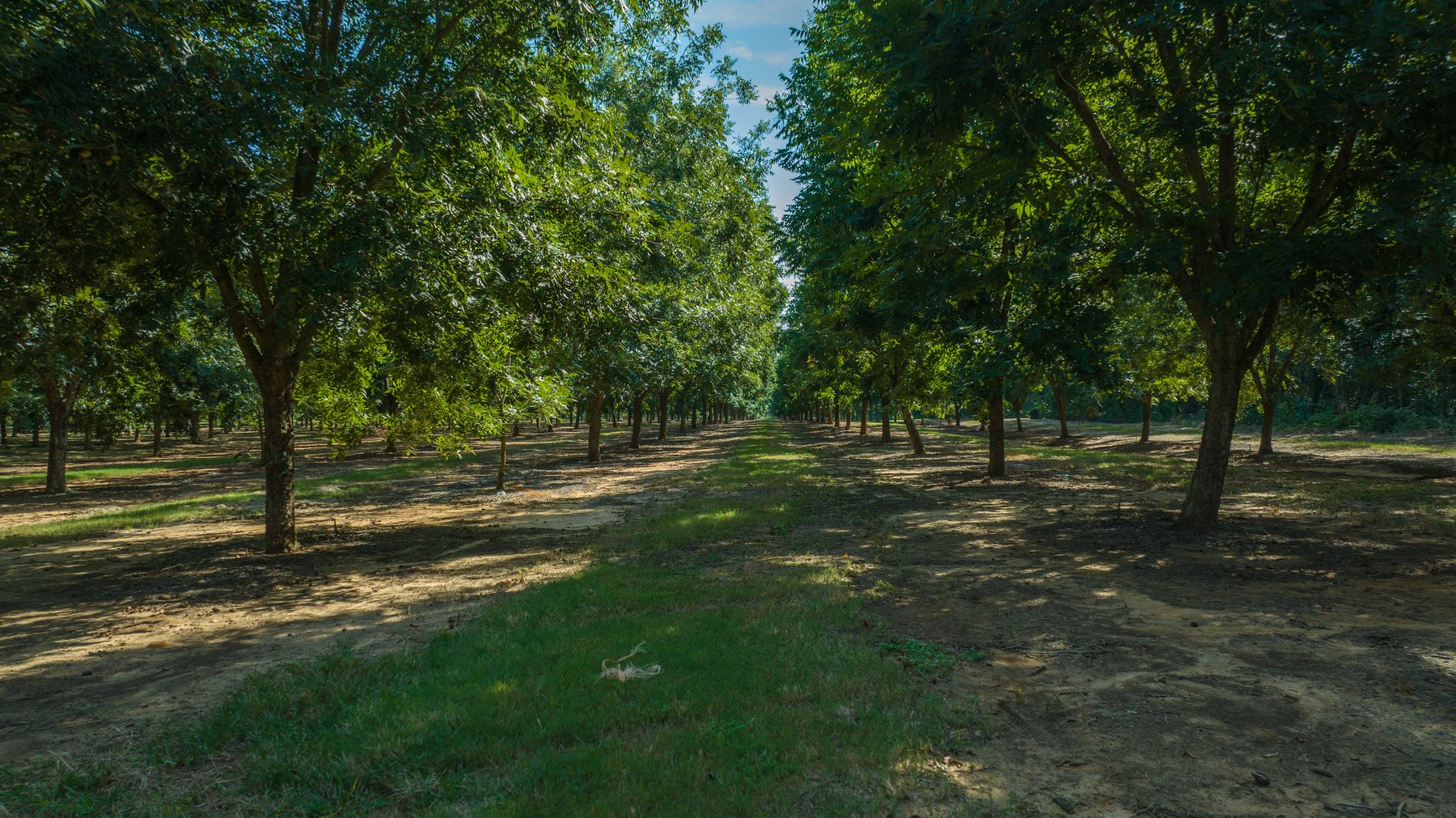 Image for 75+/- Acres - Vines Grove - Turn-Key Pecan Operation