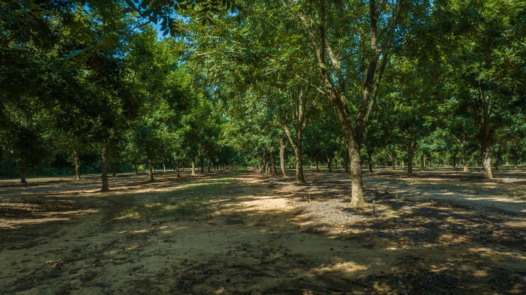 Image for 75+/- Acres - Vines Grove - Turn-Key Pecan Operation