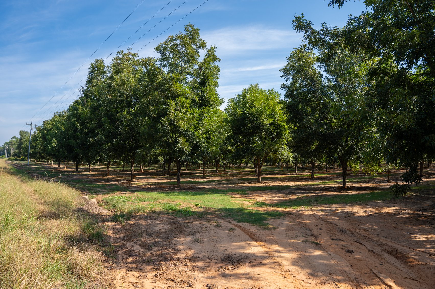 Image for 75+/- Acres - Vines Grove - Turn-Key Pecan Operation
