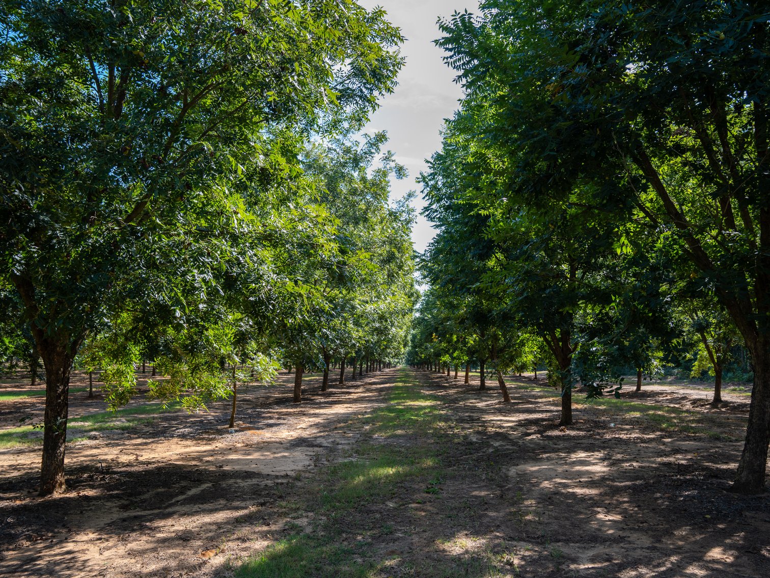 Image for 75+/- Acres - Vines Grove - Turn-Key Pecan Operation