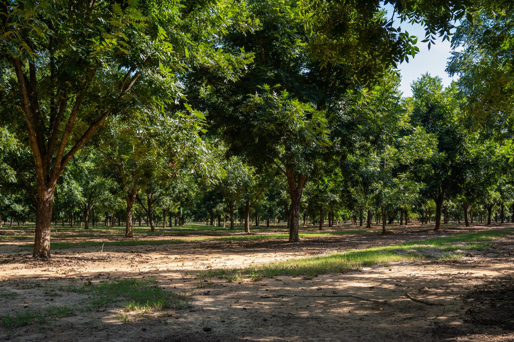 Image for 75+/- Acres - Vines Grove - Turn-Key Pecan Operation