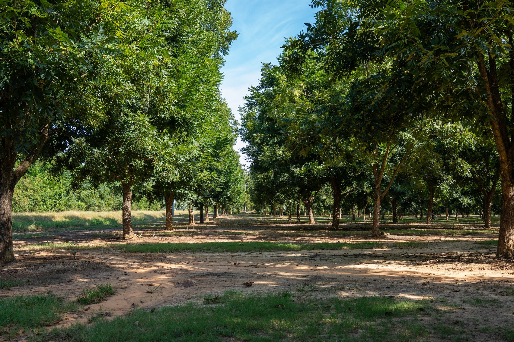 Image for 75+/- Acres - Vines Grove - Turn-Key Pecan Operation
