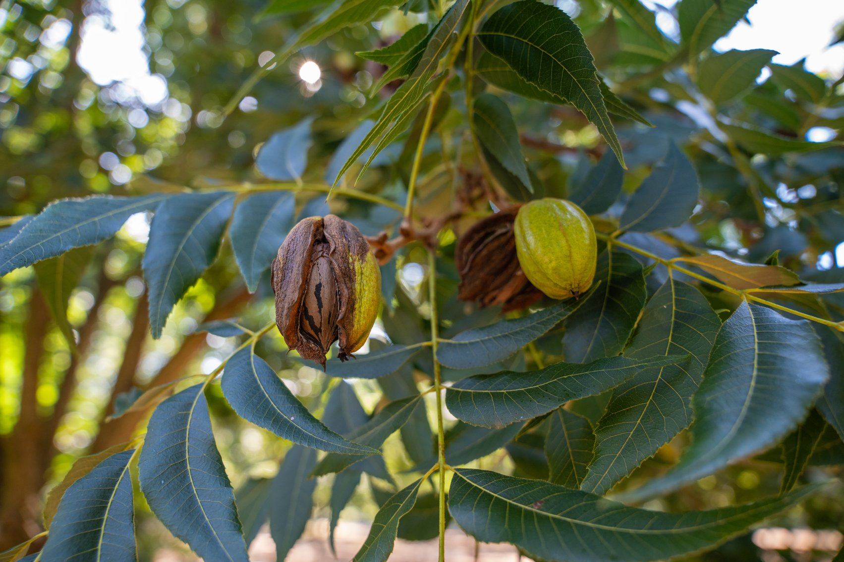 Image for 75+/- Acres - Vines Grove - Turn-Key Pecan Operation