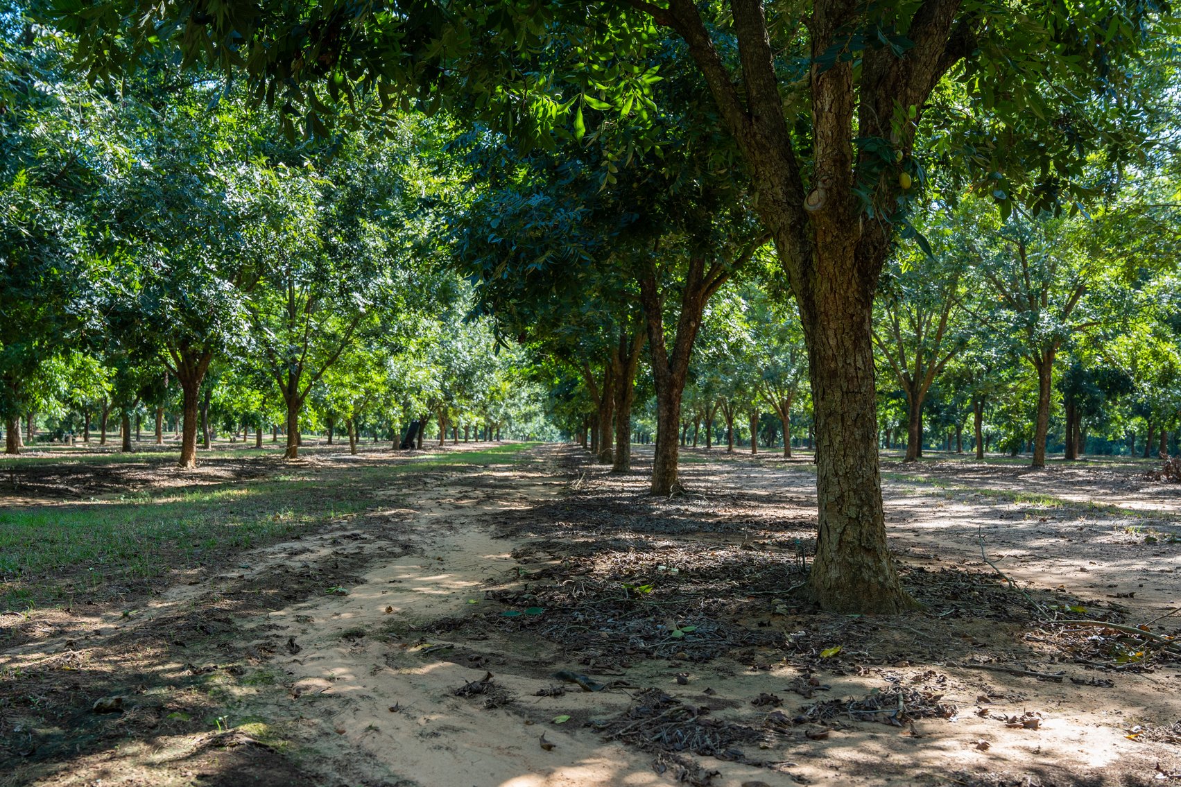 Image for 75+/- Acres - Vines Grove - Turn-Key Pecan Operation