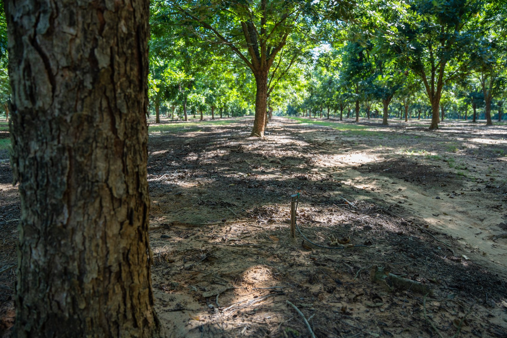 Image for 75+/- Acres - Vines Grove - Turn-Key Pecan Operation
