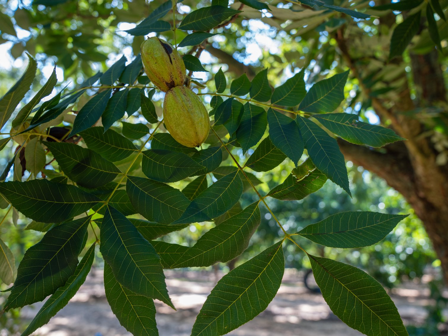 Image for 75+/- Acres - Vines Grove - Turn-Key Pecan Operation