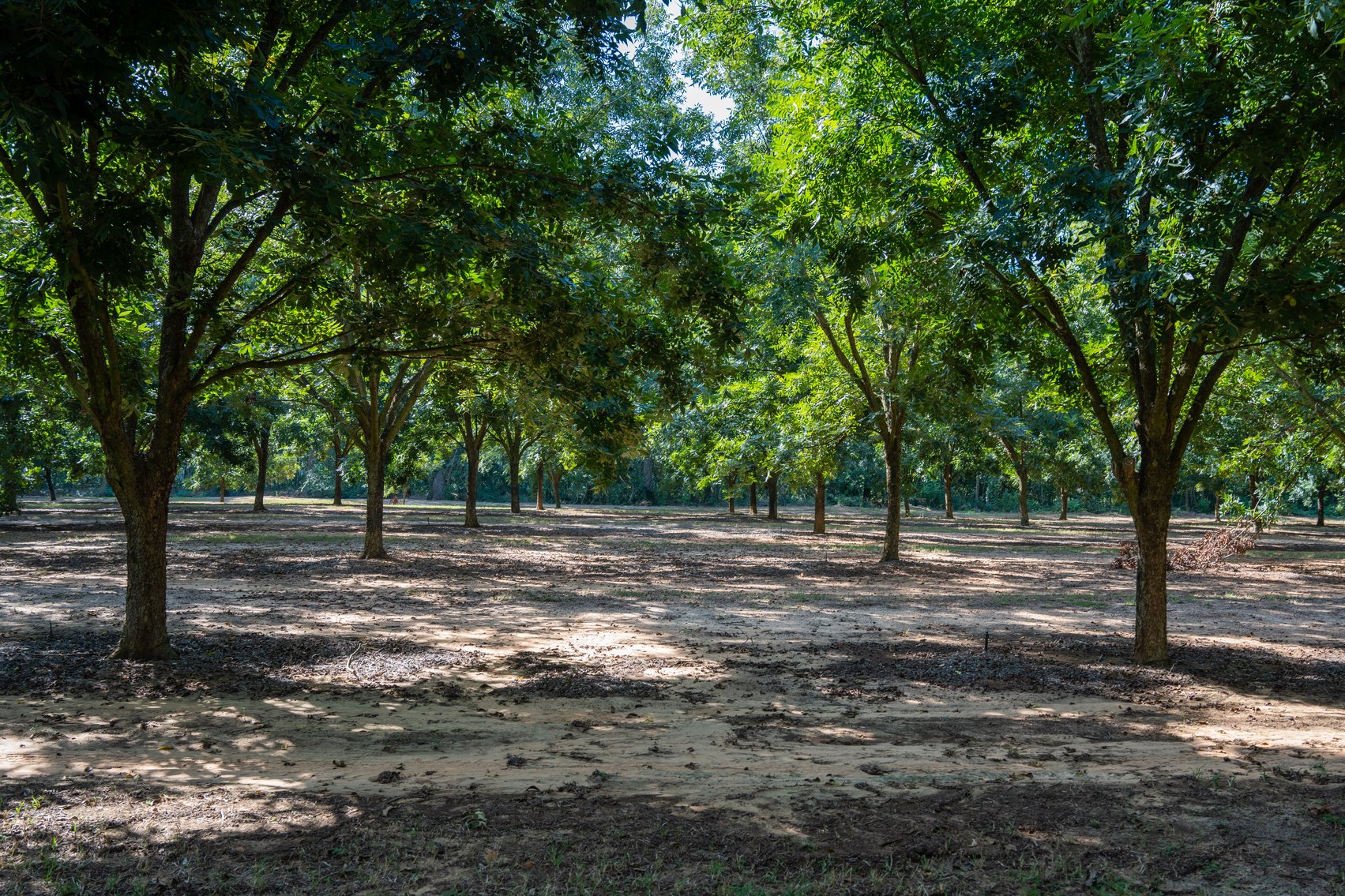 Image for 75+/- Acres - Vines Grove - Turn-Key Pecan Operation
