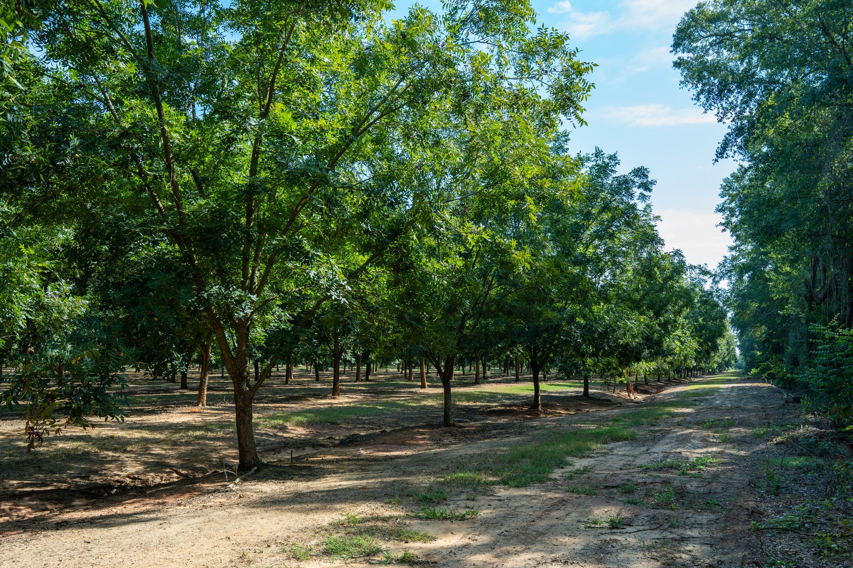 Image for 75+/- Acres - Vines Grove - Turn-Key Pecan Operation