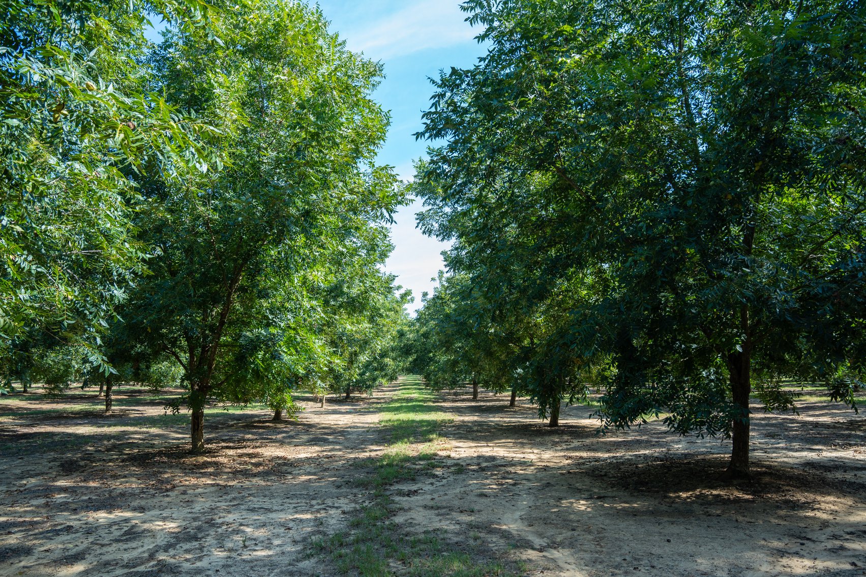 Image for 75+/- Acres - Vines Grove - Turn-Key Pecan Operation