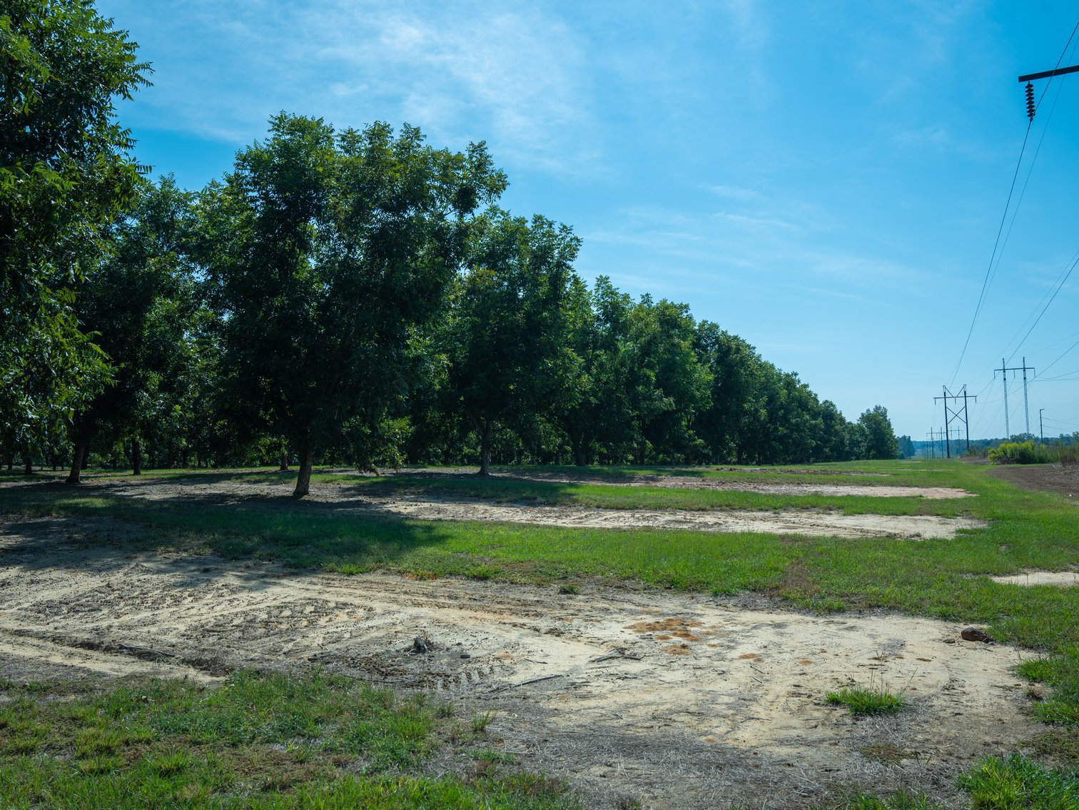 Image for 75+/- Acres - Vines Grove - Turn-Key Pecan Operation