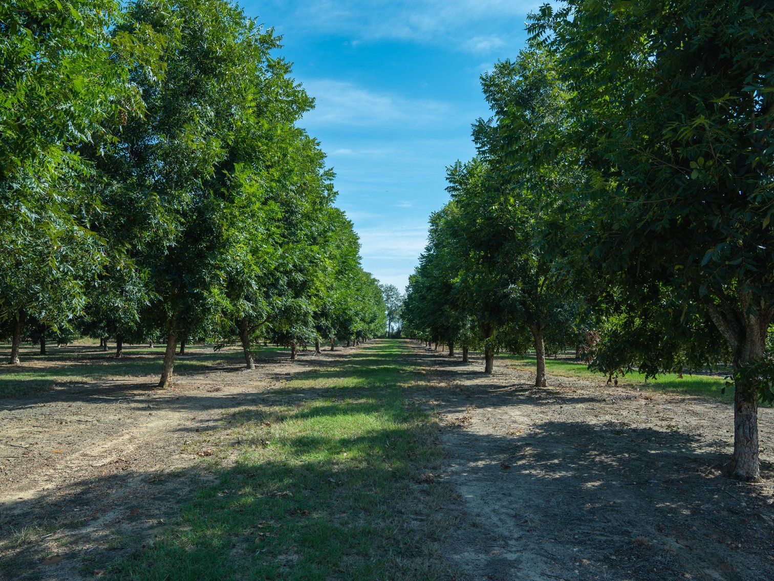 Image for 75+/- Acres - Vines Grove - Turn-Key Pecan Operation
