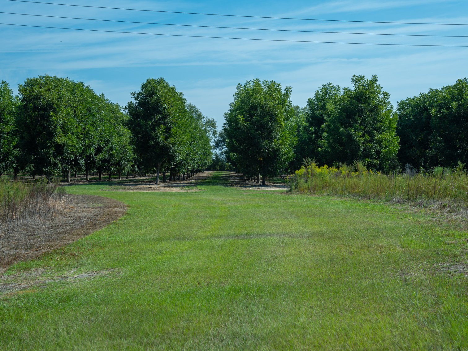 Image for 75+/- Acres - Vines Grove - Turn-Key Pecan Operation