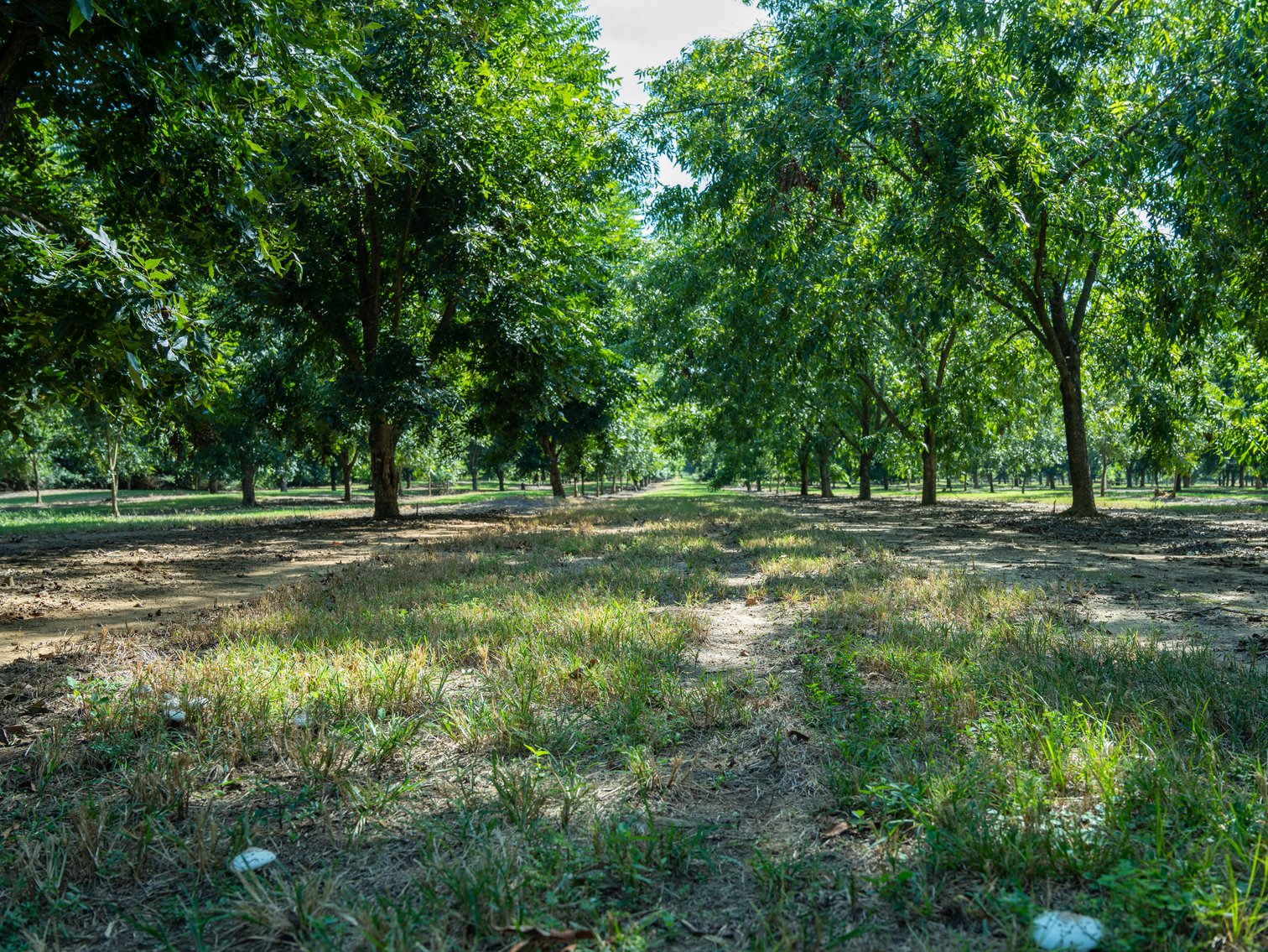 Image for 75+/- Acres - Vines Grove - Turn-Key Pecan Operation
