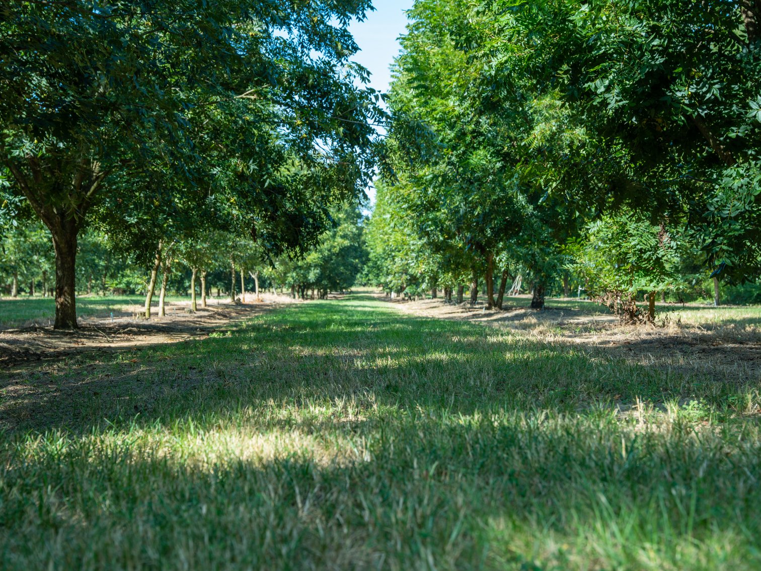 Image for 75+/- Acres - Vines Grove - Turn-Key Pecan Operation