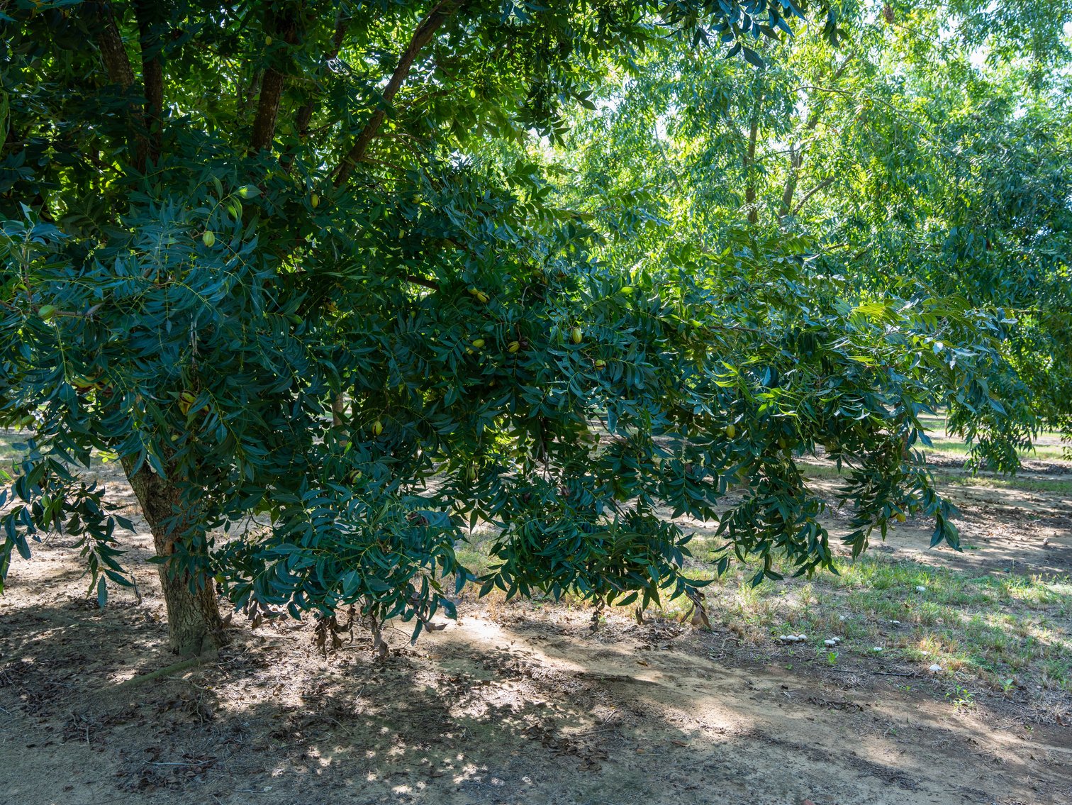 Image for 75+/- Acres - Vines Grove - Turn-Key Pecan Operation