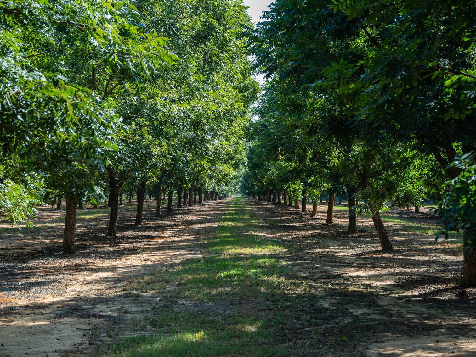 Image for 75+/- Acres - Vines Grove - Turn-Key Pecan Operation