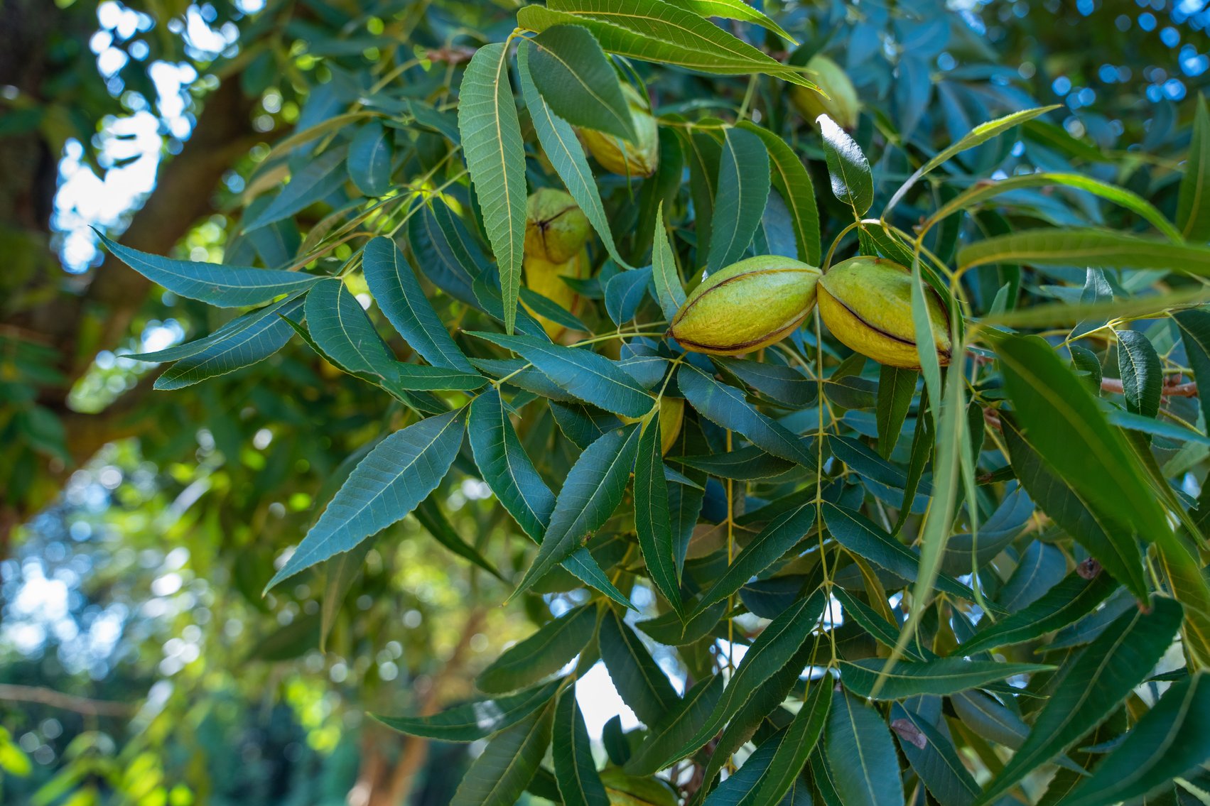 Image for 75+/- Acres - Vines Grove - Turn-Key Pecan Operation