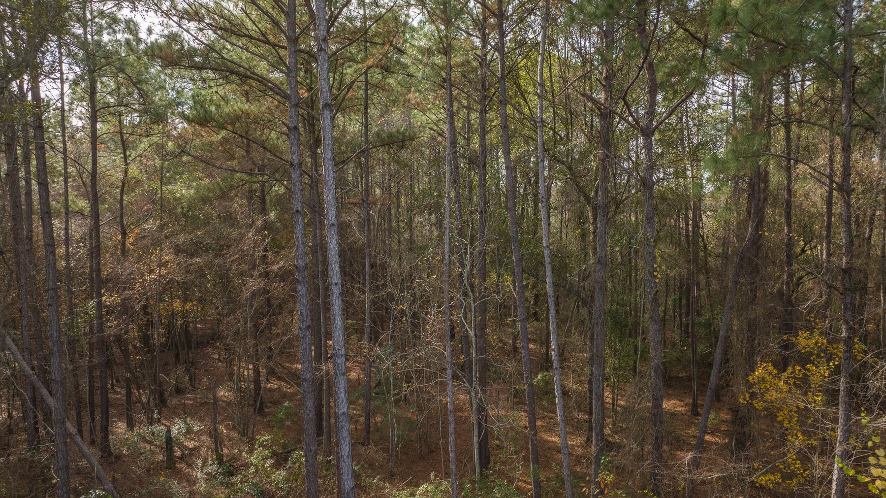 Image for RESERVE MET! 65+/- Acres - Row Crop Farmland Opportunity - Berrien County, Georgia