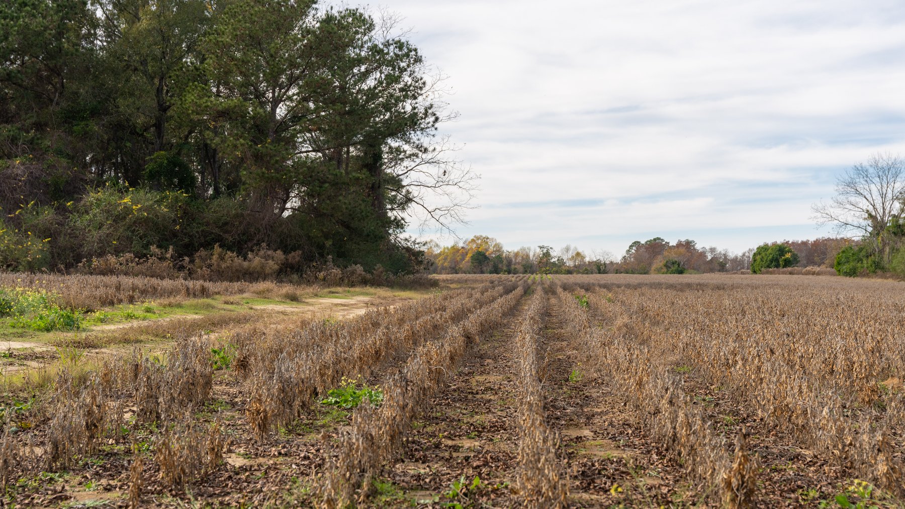 Image for RESERVE MET! 65+/- Acres - Row Crop Farmland Opportunity - Berrien County, Georgia