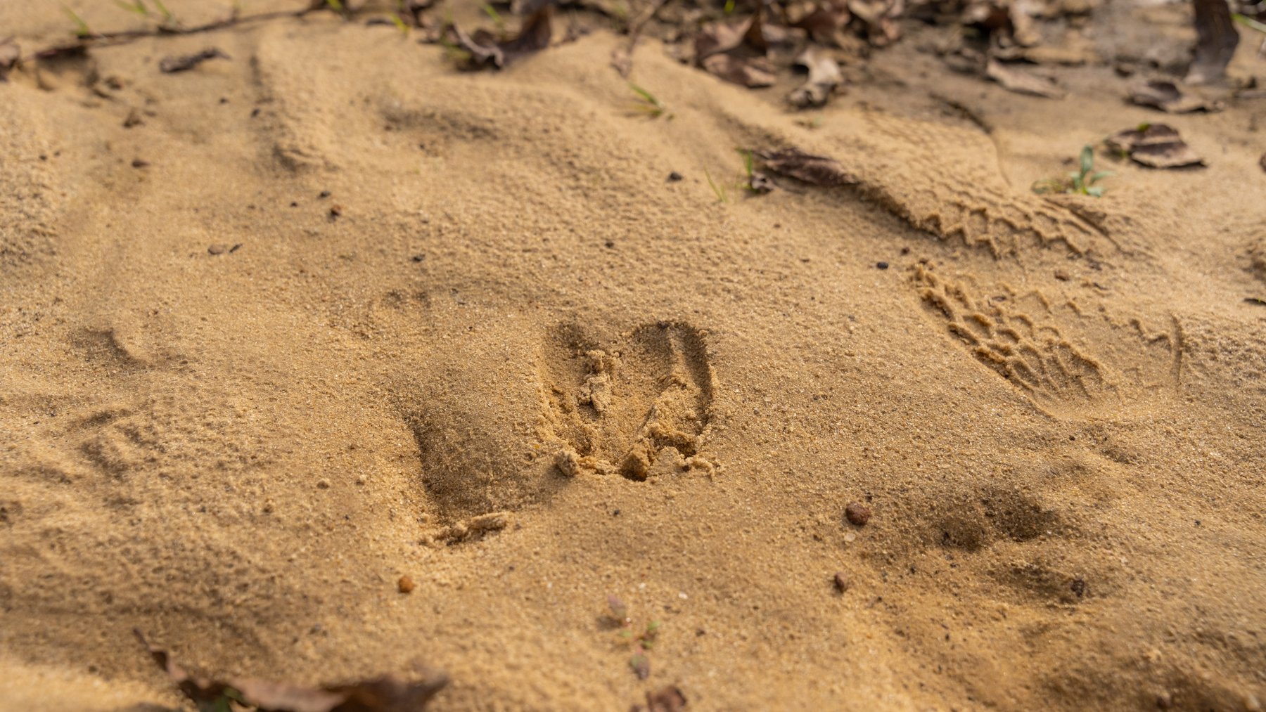 Image for RESERVE MET! 65+/- Acres - Row Crop Farmland Opportunity - Berrien County, Georgia