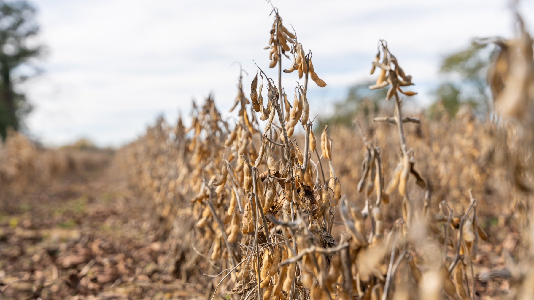 Image for RESERVE MET! 65+/- Acres - Row Crop Farmland Opportunity - Berrien County, Georgia